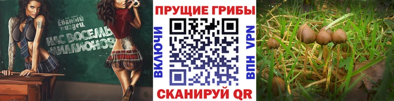 Купить  Ладушкин  Галлюциногенные грибы мицелий 
